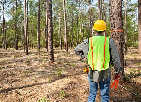 forest technician denr